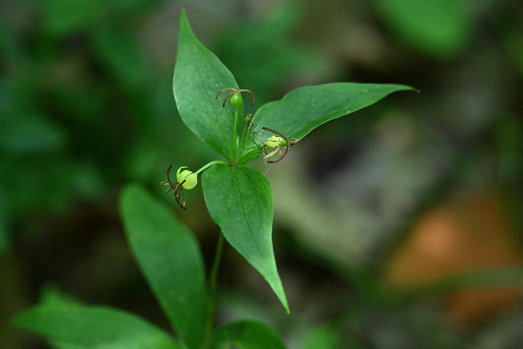 2025-06279216 Broad Meadow Brook, MA.JPG - Indian Cucumber Root. Broad Meadow Brook Wildlife Sanctuary, MA, 6-27-2025